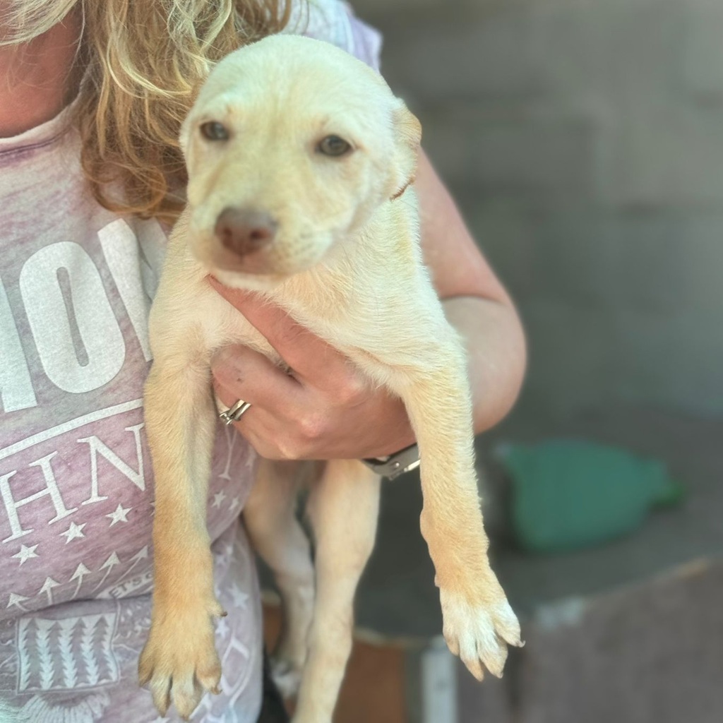 Podenco Nelly, 08/2025, Endgröße ca. 40 cm