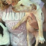 Podenco Nelly, 08/2025, Endgröße ca. 40 cm