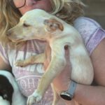 Podenco Nelly, 08/2025, Endgröße ca. 40 cm