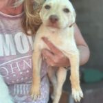 Podenco Nelly, 08/2025, Endgröße ca. 40 cm