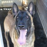 Malinois Mischling Nessi,10/2021, ca. 65 cm