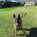 Malinois Mischling Nessi,10/2021, ca. 65 cm