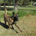 Malinois Mischling Nessi,10/2021, ca. 65 cm