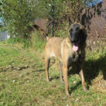 Malinois Mischling Nessi,10/2021, ca. 65 cm