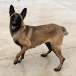 Malinois Mischling Nessi,10/2021, ca. 65 cm