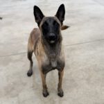 Malinois Mischling Nessi,10/2021, ca. 65 cm
