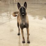 Malinois Mischling Nessi,10/2021, ca. 65 cm