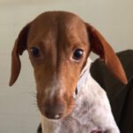 Dackel Mischling Olivia, 10/2023, ca. 30 cm