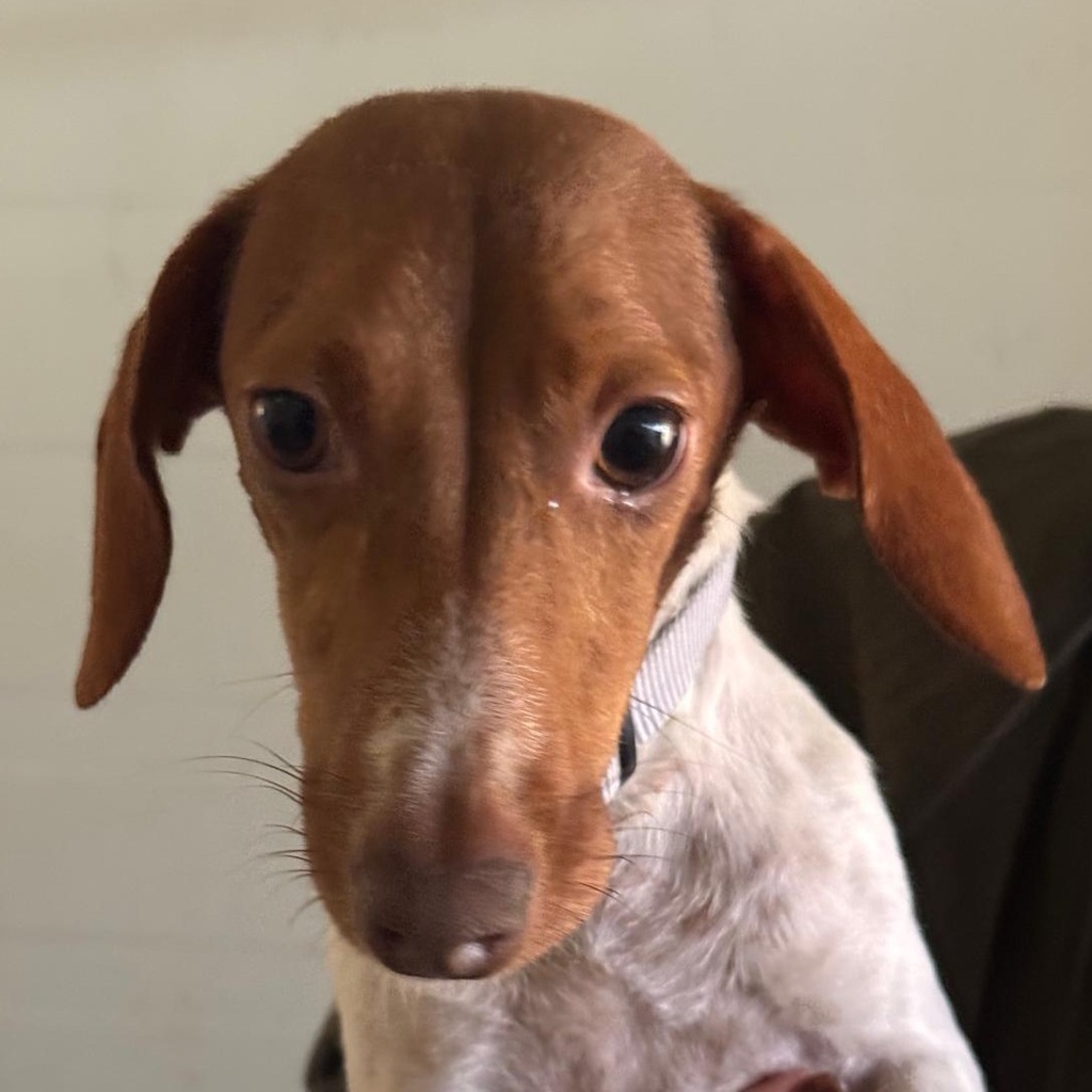 Dackel Mischling Olivia, 10/2023, ca. 30 cm