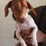 Dackel Mischling Olivia, 10/2023, ca. 30 cm