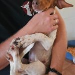 Dackel Mischling Olivia, 10/2023, ca. 30 cm