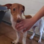 Dackel Mischling Olivia, 10/2023, ca. 30 cm