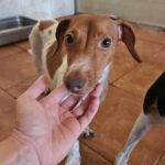 Dackel Mischling Olivia, 10/2023, ca. 30 cm