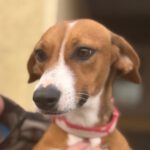 Podenco Mischling Ophelia, 07/2024, ca. 45 cm