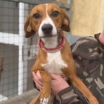 Podenco Mischling Ophelia, 07/2024, ca. 45 cm