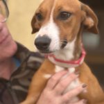 Podenco Mischling Ophelia, 07/2024, ca. 45 cm