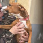 Podenco Mischling Ophelia, 07/2024, ca. 45 cm