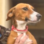 Podenco Mischling Ophelia, 07/2024, ca. 45 cm