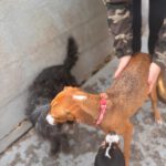 Podenco Mischling Ophelia, 07/2024, ca. 45 cm