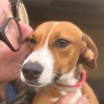 Podenco Mischling Ophelia, 07/2024, ca. 45 cm