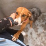 Podenco Mischling Ophelia, 07/2024, ca. 45 cm