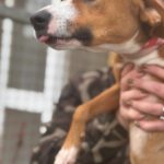 Podenco Mischling Ophelia, 07/2024, ca. 45 cm