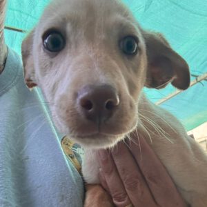 Podenco Pepita, 08/2025, Endgröße ca. 40 cm