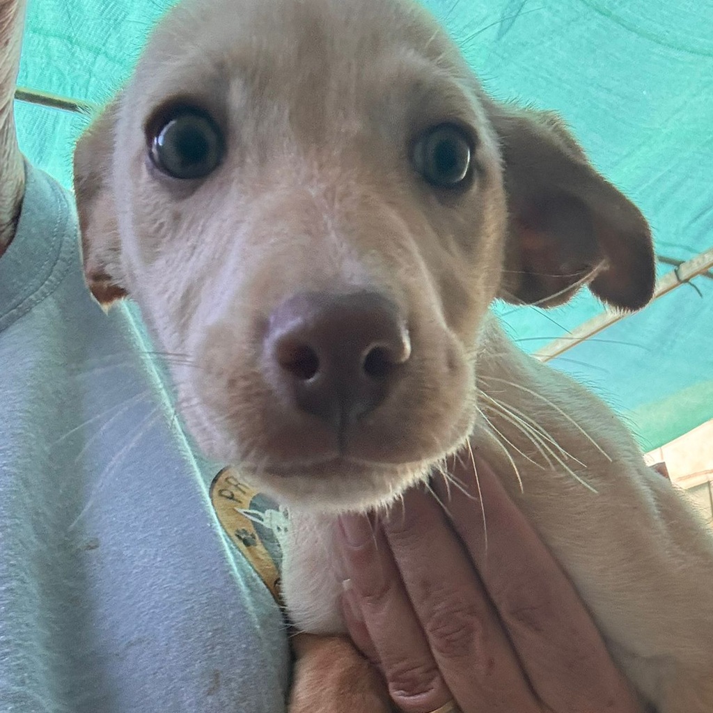 Podenco Pepita, 08/2025, Endgröße ca. 40 cm
