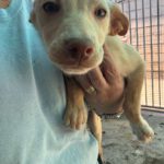 Podenco Pepita, 08/2025, Endgröße ca. 40 cm