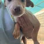 Podenco Pepita, 08/2025, Endgröße ca. 40 cm