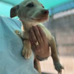 Podenco Pepita, 08/2025, Endgröße ca. 40 cm