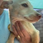 Podenco Pepita, 08/2025, Endgröße ca. 40 cm