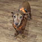 Podenco Maneto Pili, 09/2019, ca. 30 cm, 55237 Flonheim