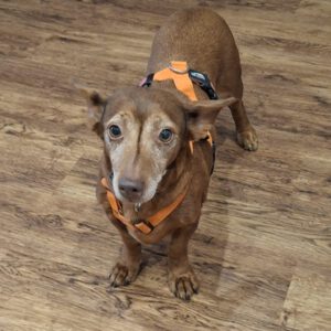 Podenco Maneto Pili, 09/2019, ca. 30 cm, 55237 Flonheim