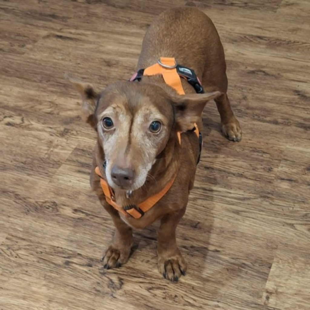 Podenco Maneto Pili, 09/2019, ca. 30 cm, 55237 Flonheim