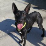 Mischling Quejana, 09/2024, ca. 45 cm