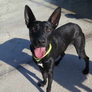 Mischling Quejana, 09/2024, ca. 45 cm