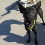 Mischling Quejana, 09/2024, ca. 45 cm