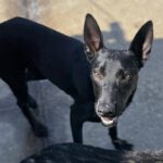 Mischling Quejana, 09/2024, ca. 45 cm