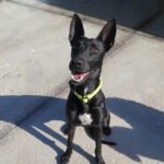 Mischling Quejana, 09/2024, ca. 45 cm