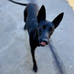 Mischling Quejana, 09/2024, ca. 45 cm