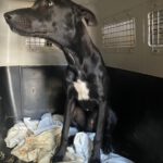 Mischling Quejana, 09/2024, ca. 45 cm