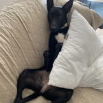 Mischling Quejana, 09/2024, ca. 45 cm