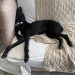 Mischling Quejana, 09/2024, ca. 45 cm