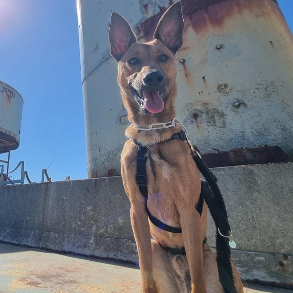 Regenbogenbrücke Jack Captain