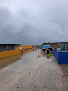 Rettung Tierheim La Linea 11/12 2025