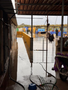 Rettung Tierheim La Linea 11/12 2025