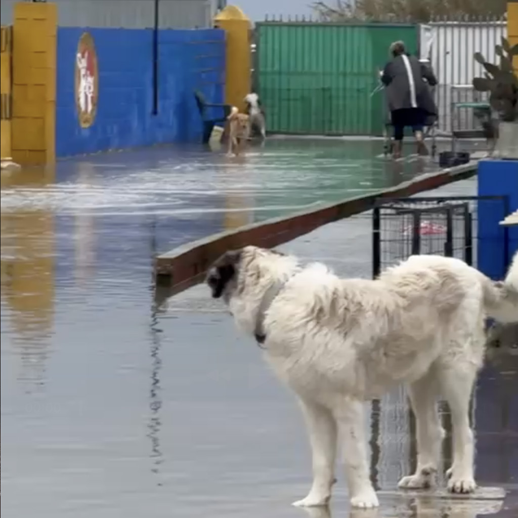 Rettung Tierheim La Linea 11/12 2025