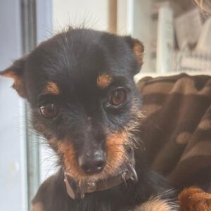 Pinscher Mix Roy, 06/2024, ca. 30 cm