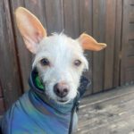 Mischling Saar, 10/2023, ca. 30 cm, 84424 Isen